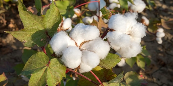 Fluffy white cotton bolls ready for harvest on a cotton plant with green leaves